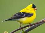 yellow finch