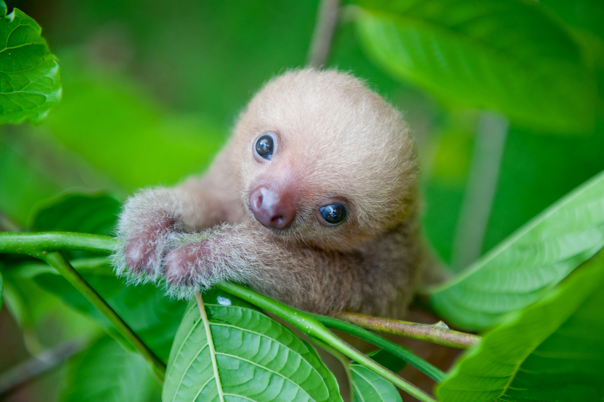 baby sloth