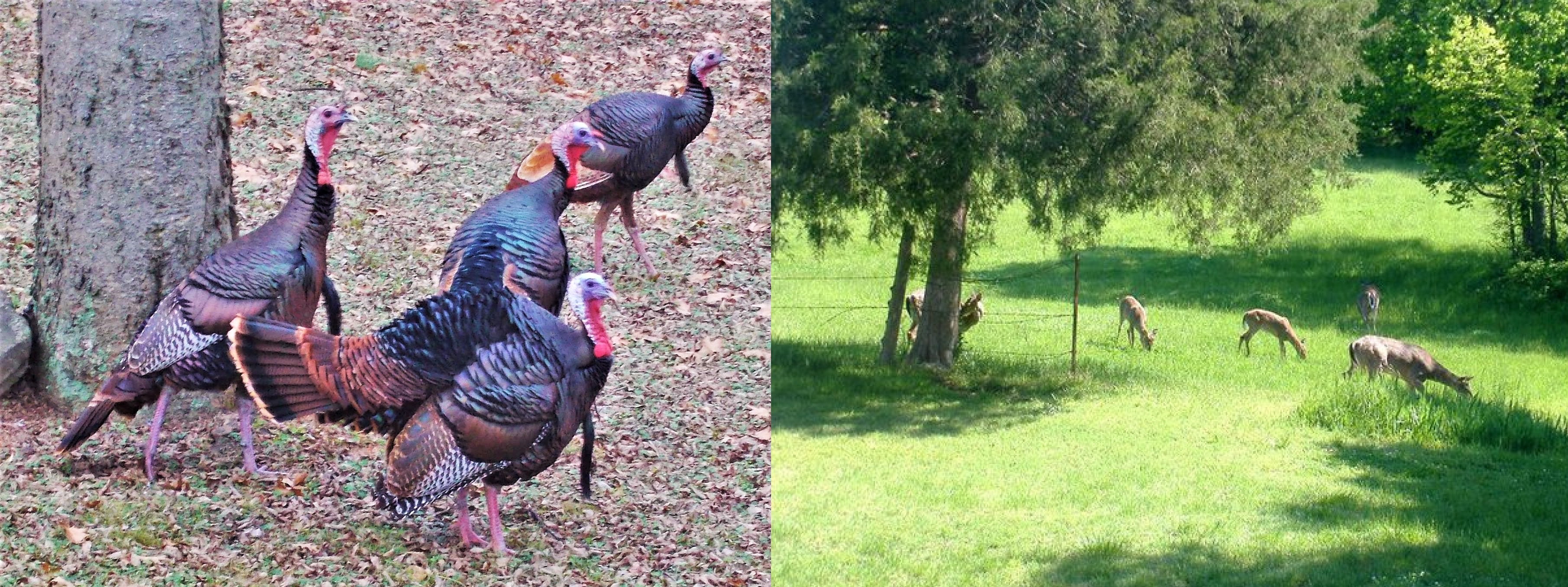 Turkeys 2