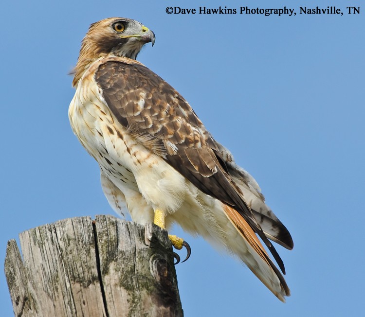 red-tailed-hawk