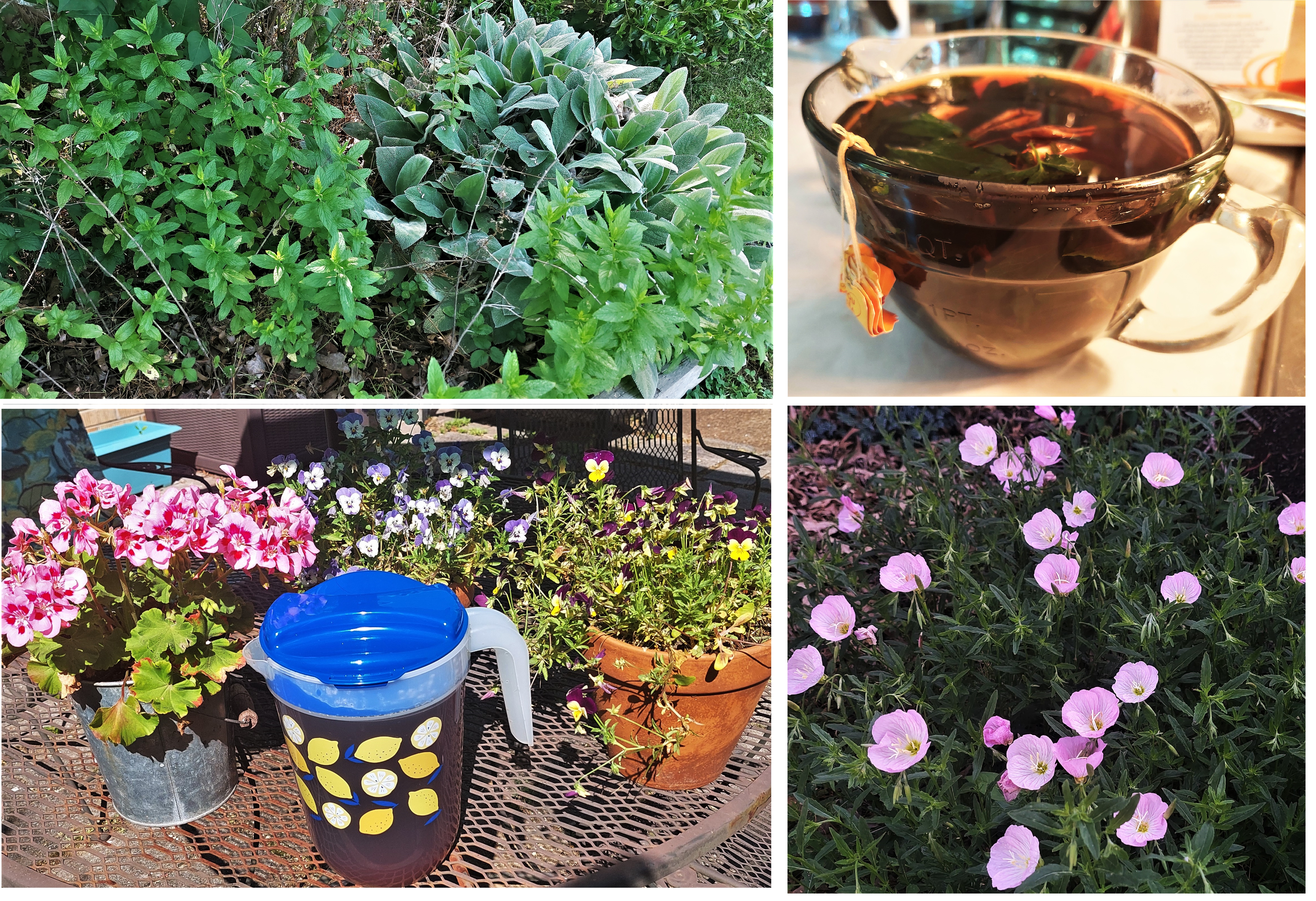 Mint. Tea. and Primroses. May 2023