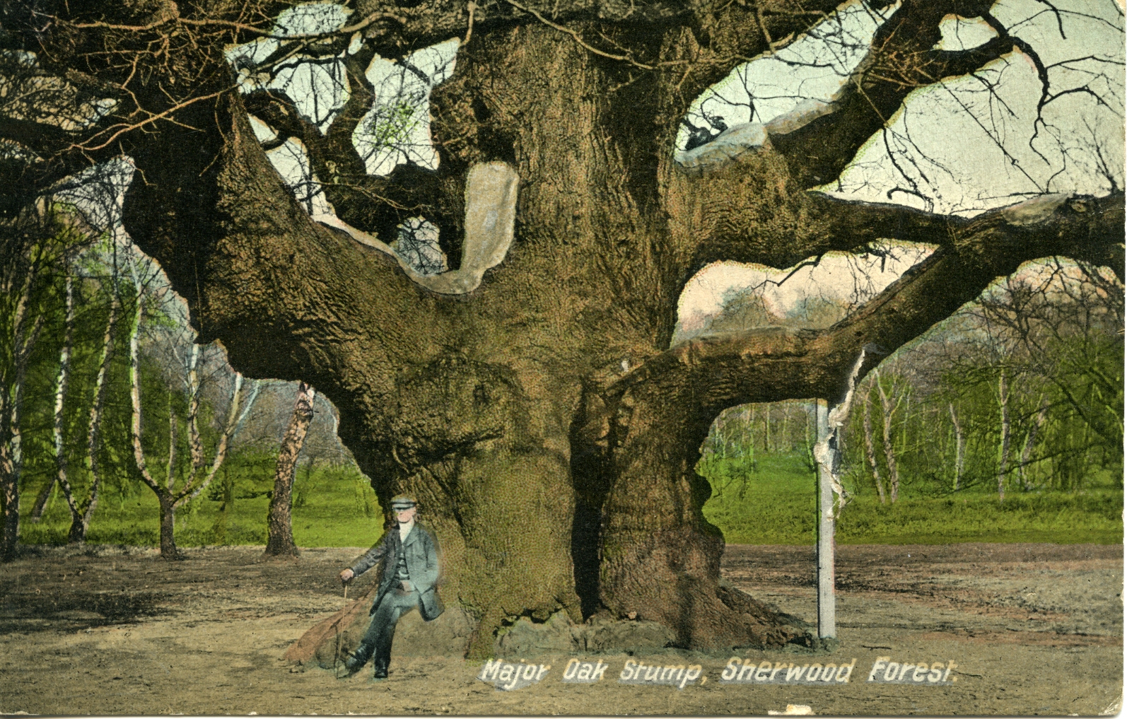ELH-1044-Major-Oak-Stump-Sherwood-Forest-n.d.